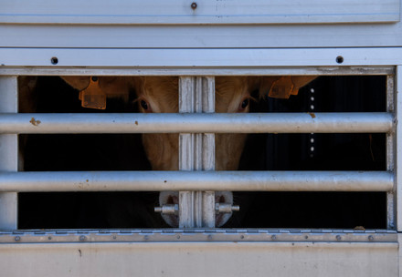 cow in ship 
