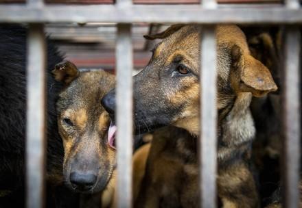 Deux chiens dans une cage destiné à être consommés 
