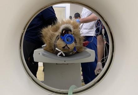 CT-scan for lion Simba
