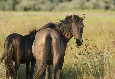 Wild horses of Letea