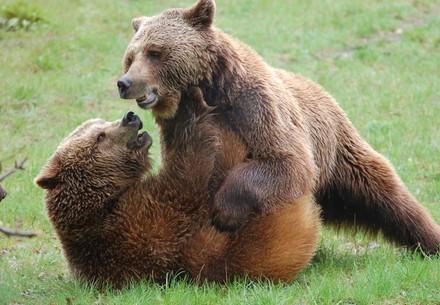 QUATRE PATTES vous apprend 10 choses à savoir sur les ours bruns