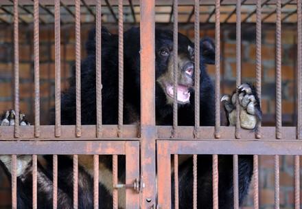Biggest FOUR PAWS mission in Vietnam: Seven bile bears rescued from cruel captivity