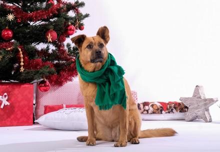 Hund sitzt vor Weihnachtsbaum
