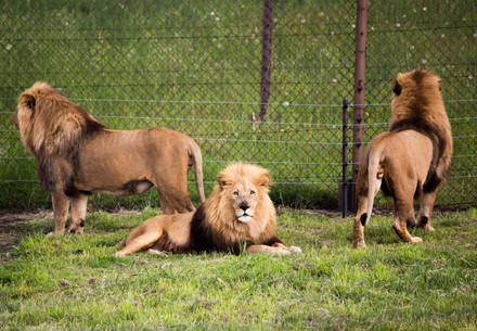 Lions à LIONSROCK