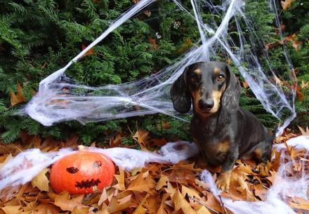 Hund sitzt im Laub mit Halloween-Deko umgeben