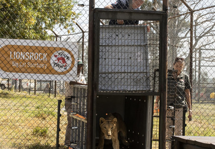 Arrival and release of Sudan Lions to LIONSROCK Big Cat Sanctuary
