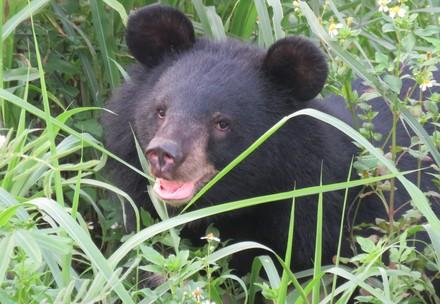 Bear Lili in the outdoor enclosure