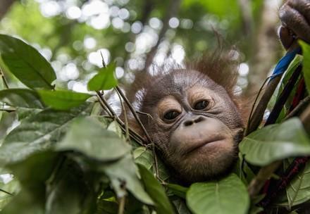 Un orang-outang observant son environnement depuis la cime d'un arbre
