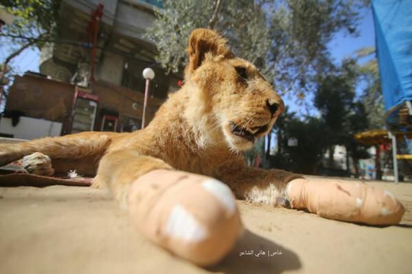Animal torture: Lioness' claws amputated with garden shears in Gaza's  oldest zoo - FOUR PAWS International - Animal Welfare Organisation