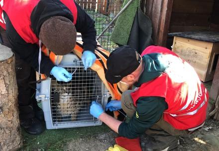Rescue of serval Kiano