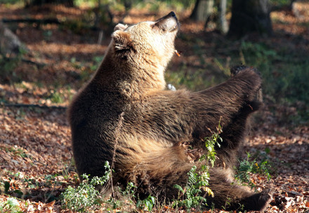 Bodia | Bear biology