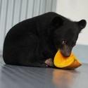 Bear eating