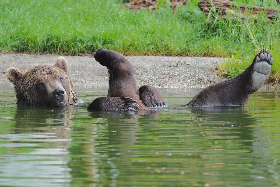 Bear Erich having fun in the pond