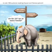 Eine illustrierte Geschichte aus dem Leben von Kaavan