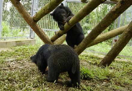 Vietnam: Lives of two rescued bear cubs are saved