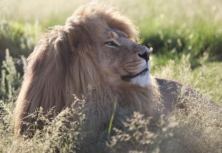 lion lying in the high grass