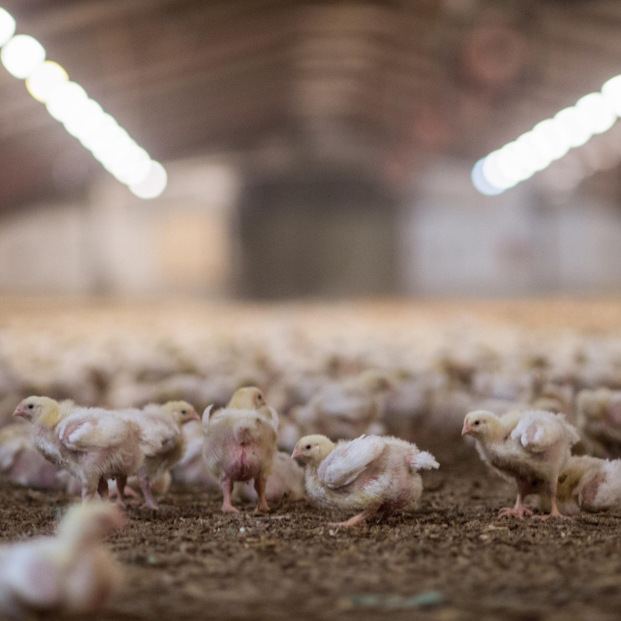 Young chickens in factory farming