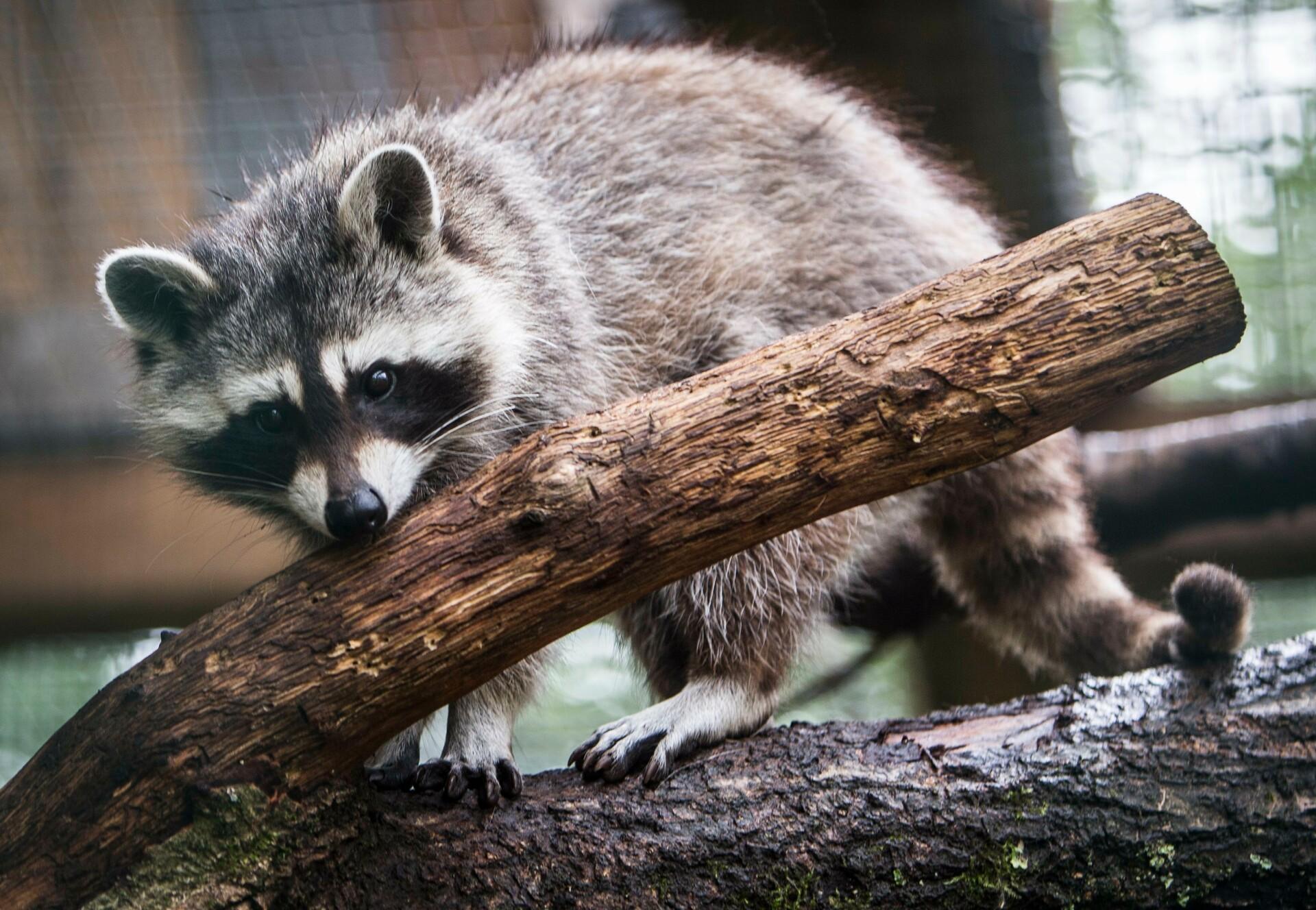 Raccoons - FOUR PAWS in US - Global Animal Protection Organization