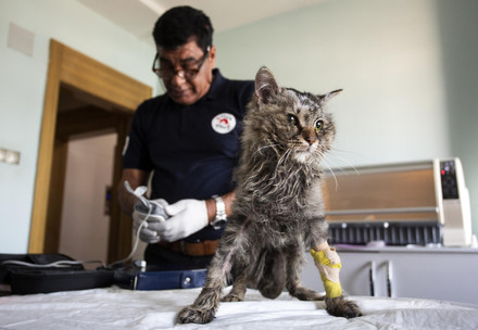 Dr. Amir Khalil versorgt eine verletzte Katze