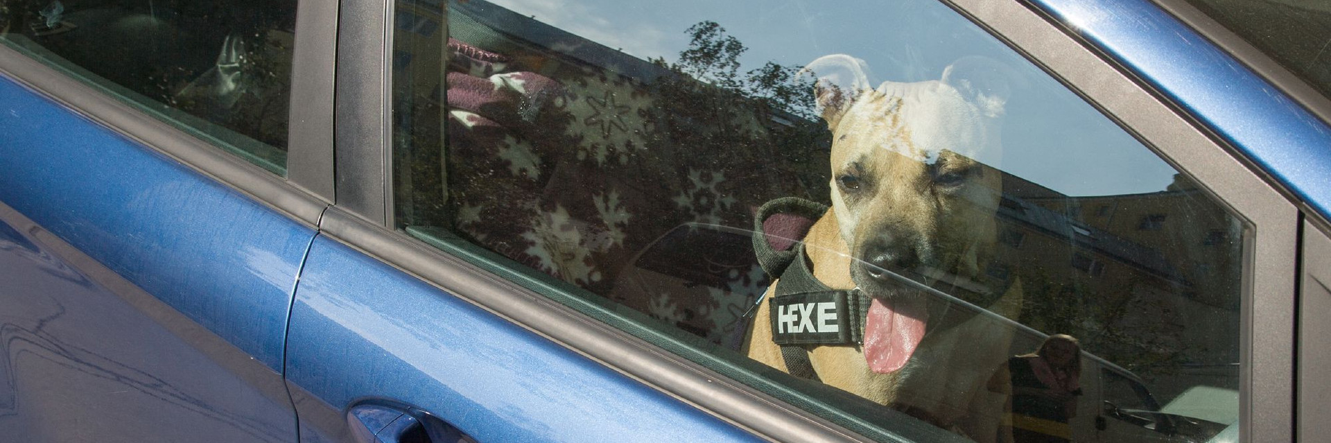 Dog in a car in summer