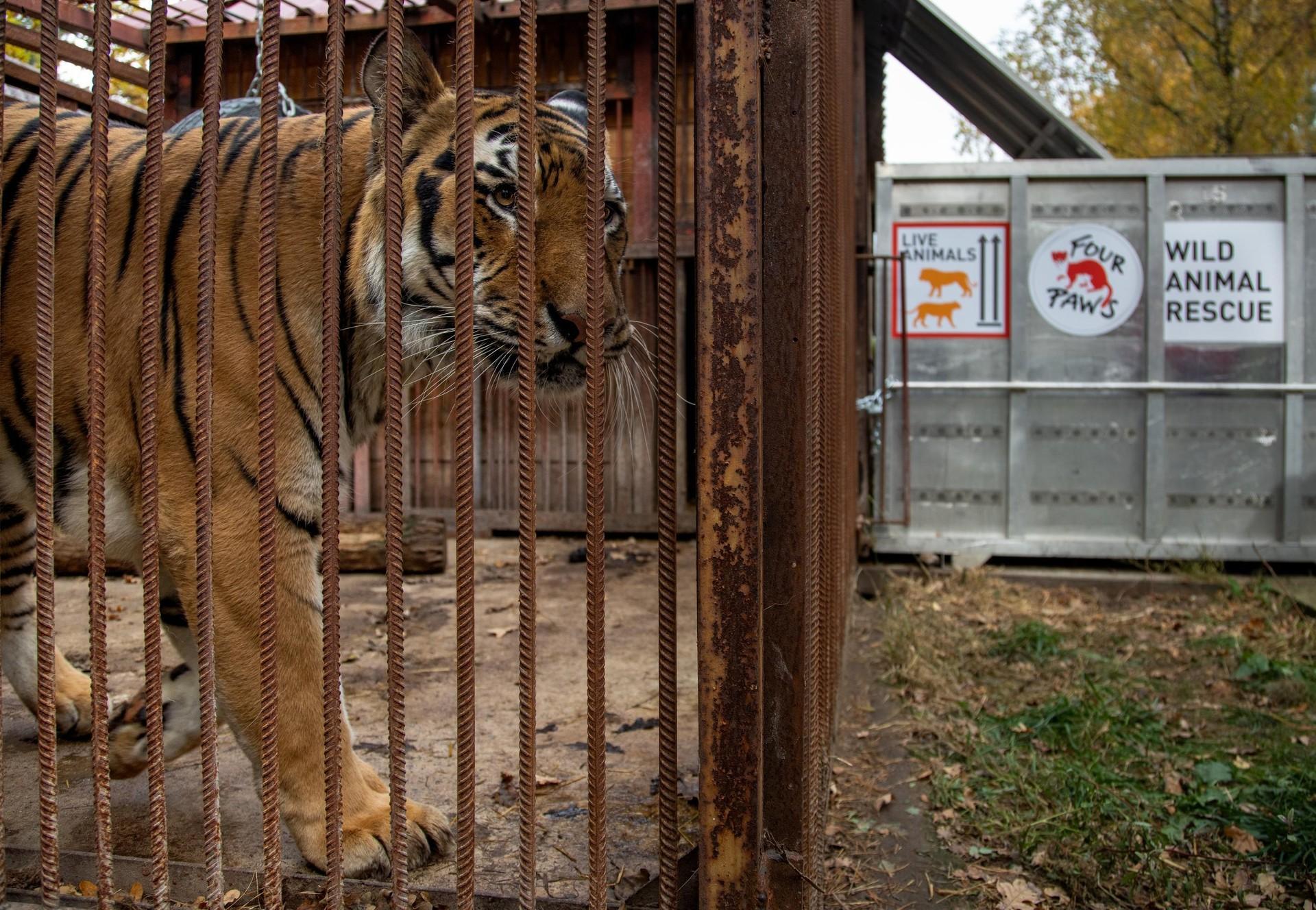 Abused tiger transferred from Ukraine to Dutch special care sanctuary -  FOUR PAWS International - Animal Welfare Organisation