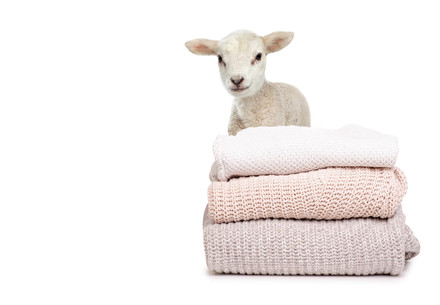 A cute Merino lamb with wool sweater
