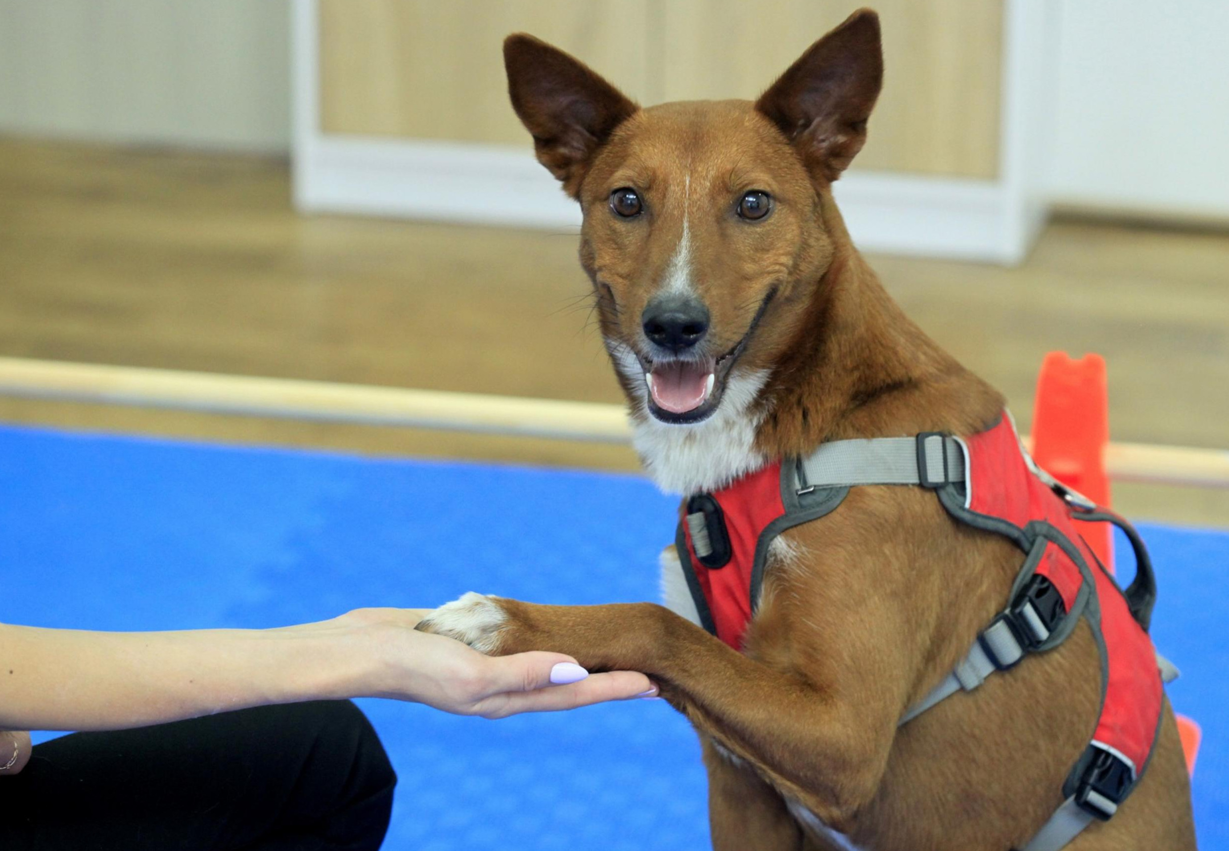 Clicker training for Pets - FOUR PAWS International - Animal