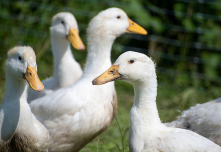 Enten mit Freilauf bei «Tierschutz-kontrolliert»