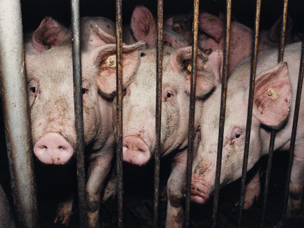 Pigs in factory farming