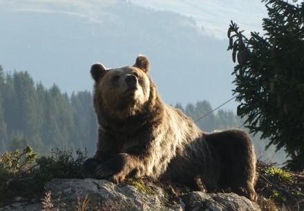 Bear at Bear Sanctuary Arosa