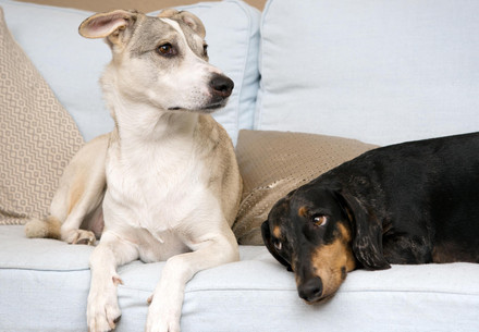 Zwei Hunde auf dem Sofa