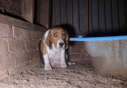 Dog in a puppy farm in Australia