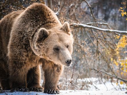Brown bear Pashuk in the snow