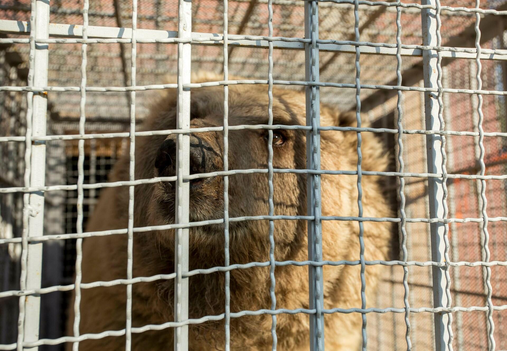 The end of Marghazar Zoo in Islamabad: FOUR PAWS relocates bears Suzie and  Bubloo to Jordan - FOUR PAWS International - Animal Welfare Organisation
