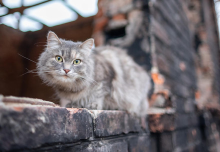 Cat on a brick window ledge