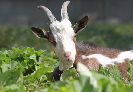 Goat enjoying eating the vegetables