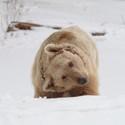 Glücklicher Bär im Schnee