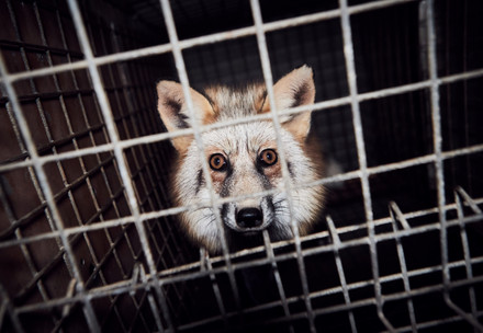 Fox on a fur farm in Poland
