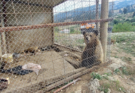 missing bears in albania