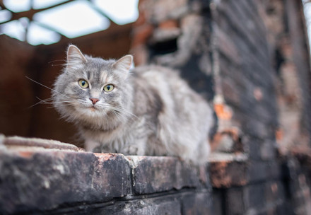 Stray cat in Ukraine