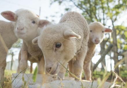 A flock of Merino lambs