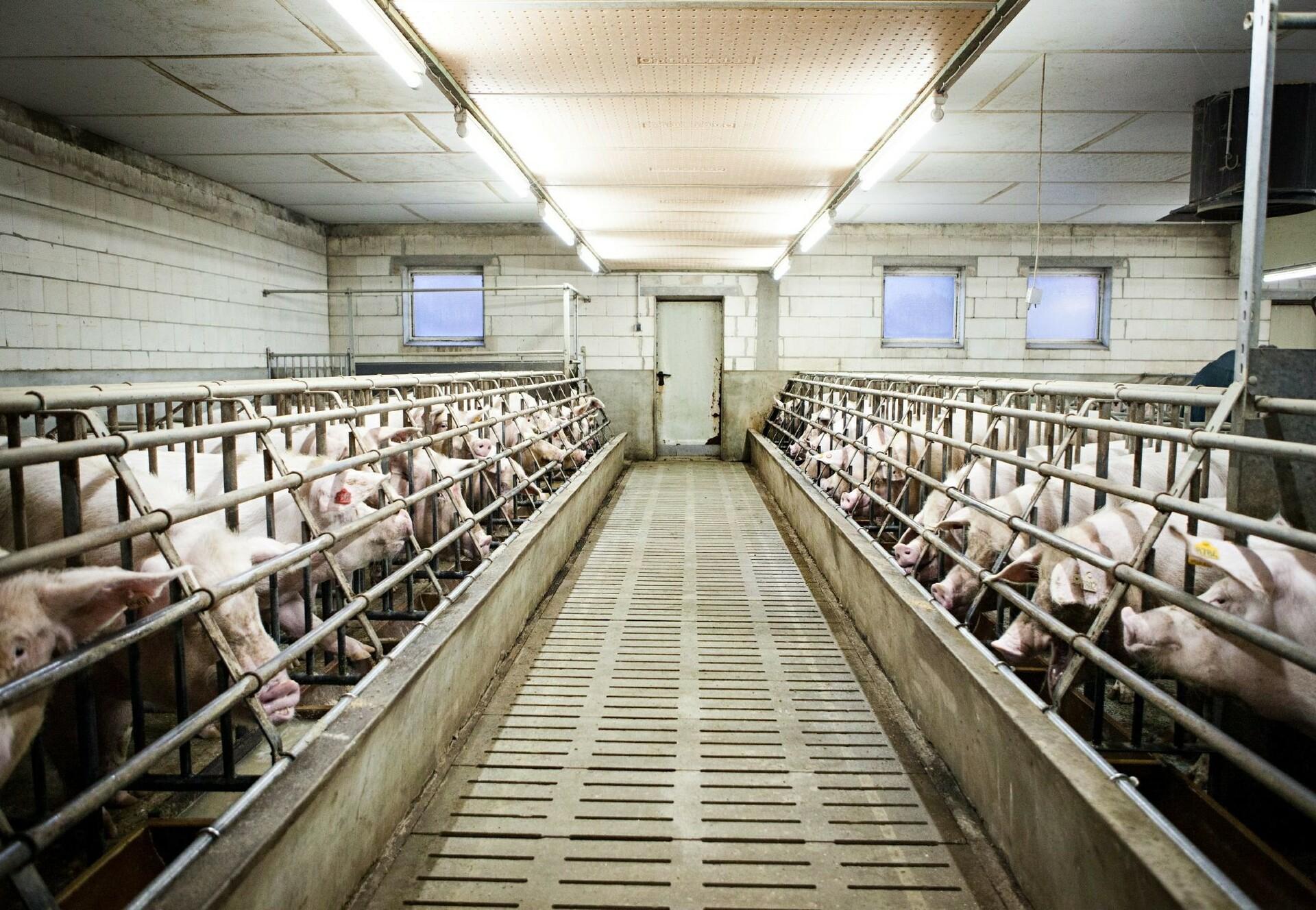 Factory Farming and Meat Reduction - Animal Charity - Animal