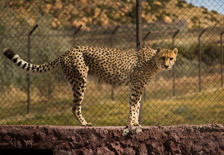 Cheetah Sasha at LIONSROCK
