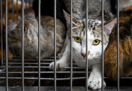 Cat in cage for meat trade in Vietnam