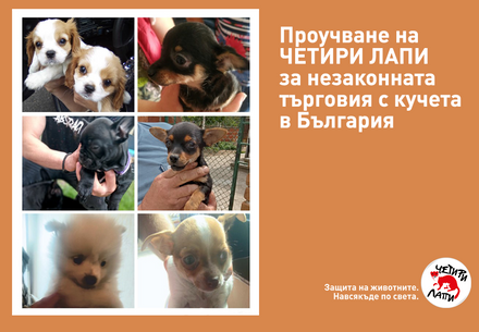 Illegal Puppy Trade in Bulgaria flourishes. 