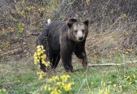 Bear Vesko at BEAR SANCTUARY Belitsa