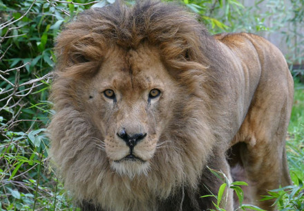 Lion Bobby at Felida