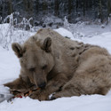 Brown bear Tom sitting in the snow foraging.