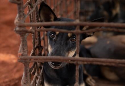 Hond in een kooi in een hondenslachthuis in Cambodja