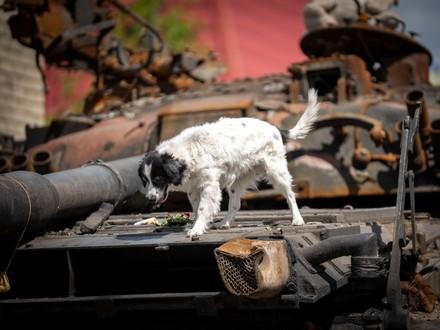 Stray dog near Kyiv stands on a destroyed tank